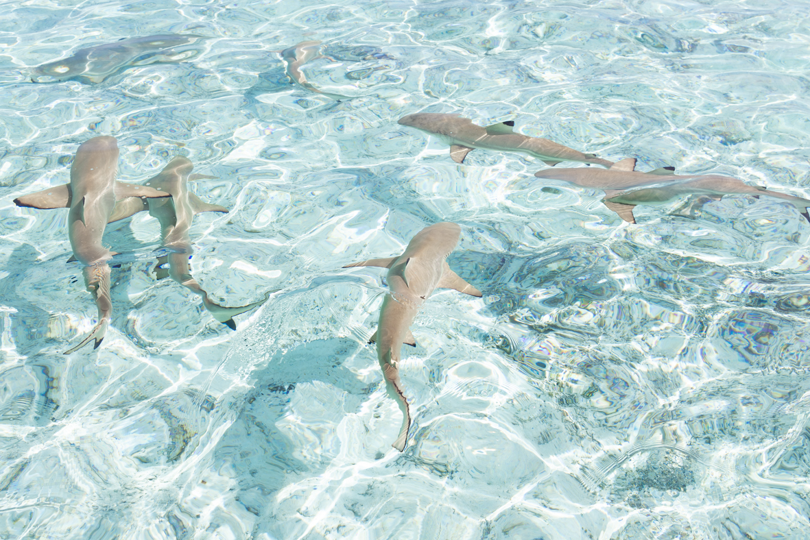 Sharks, Tahiti 01