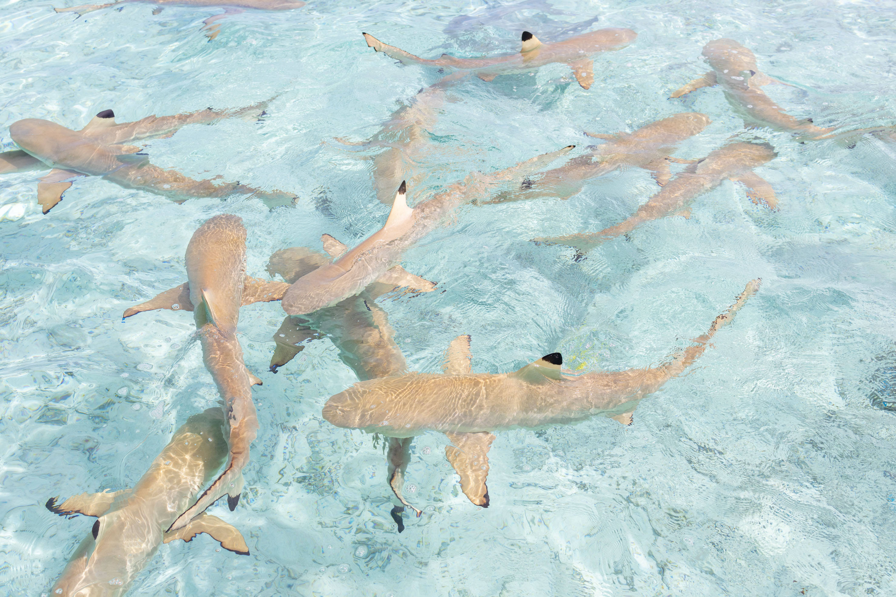 Sharks, Tahiti 02