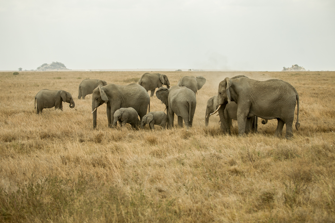 ELEPHANT FAMILY, AFRICA