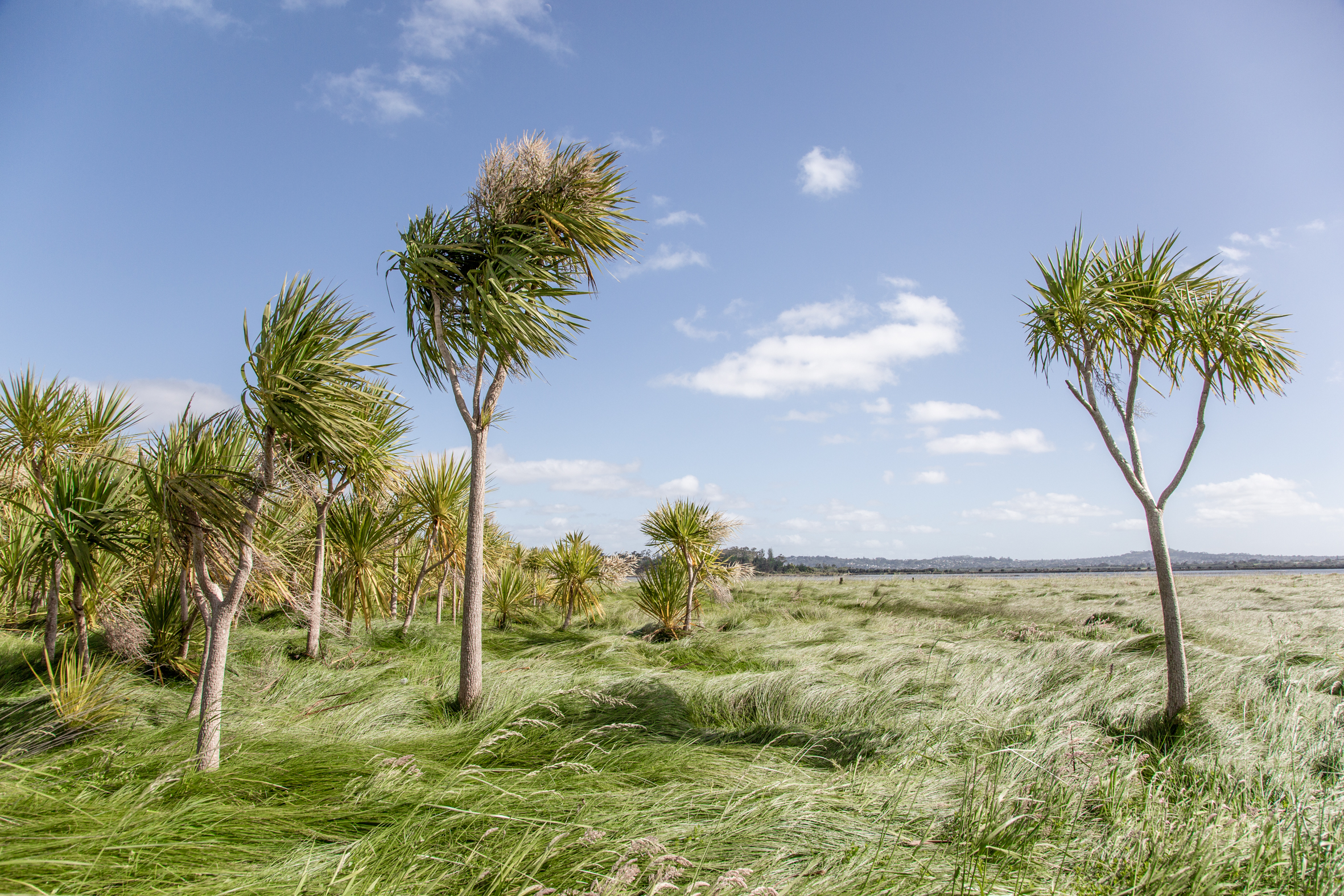 CABBAGE TREES 2